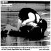 Brockport State wrestlers defeat Brock for first dual meet win